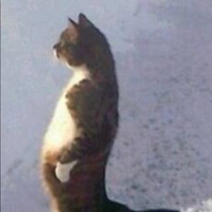 Meet your Posher, Emmitt